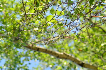 spring petals on tree branches