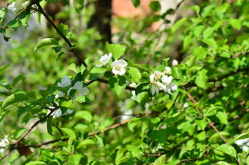 flowers in the trees