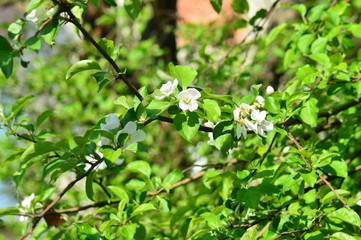 Naklejka premium flowers in the trees