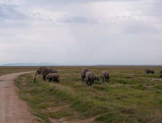 Elephant family roaming in Amboseli National Park, Kenya 