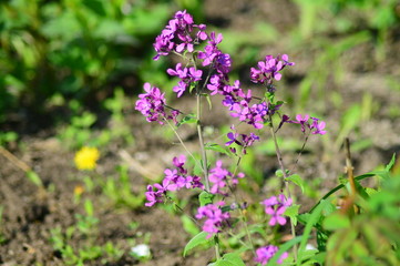 purple flowers in the garden