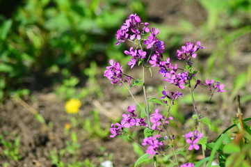 Fototapeta premium purple flowers in the garden