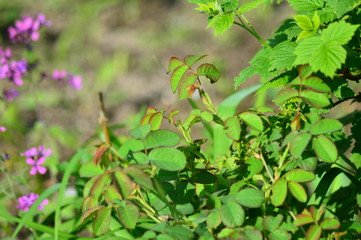 flowers on green background