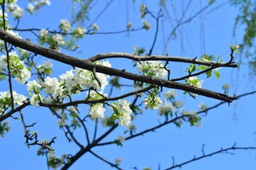 flowers in the trees