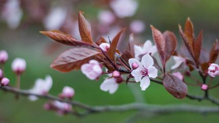 Flowering branch