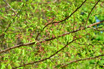 branch of a tree with green leaves