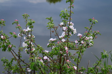 flowers on background of blue sky