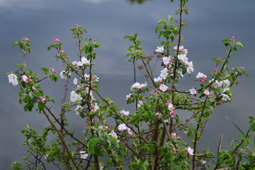flowers on background of blue sky