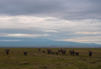 Elephant family roaming in Amboseli National Park, Kenya 