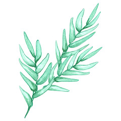 Watercolor floral illustration with olive branches isolated on white background.Design for invitation, wedding or greeting cards,textile