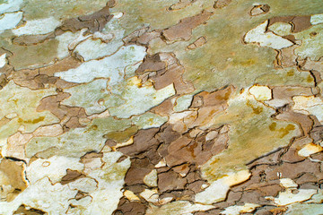 Bark texture gold and bright