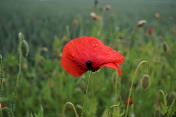 poppies in a field