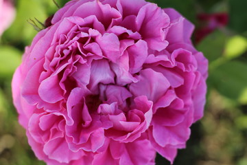 pink flower in the garden