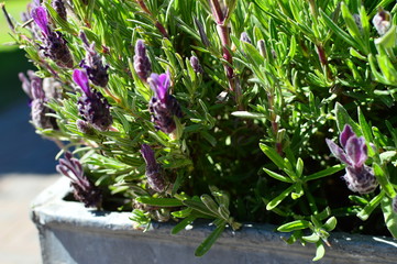 flowers in the garden