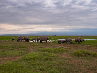 Elephant family roaming in Amboseli National Park, Kenya 