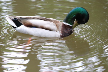 duck close up on canal