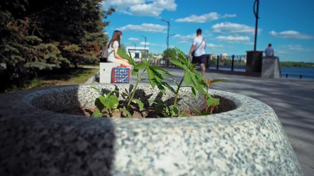Little wild green cannabis grows unnoticed in gray stone flower bed against the background of blurred people having rest on embankment in city park.