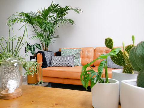 Light modern living room with brown leather couch and numerous green houseplants creating an urban jungle
