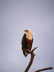 African Fish Eagle in Amboseli National Park, Kenya