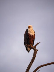 African Fish Eagle in Amboseli National Park, Kenya