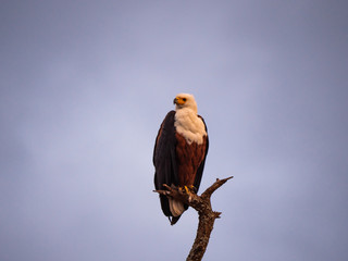 African Fish Eagle in Amboseli National Park, Kenya