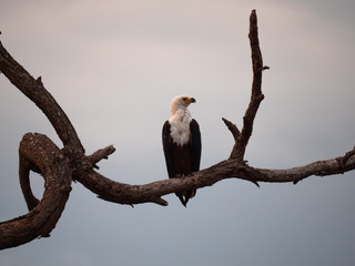African Fish Eagle in Amboseli National Park, Kenya