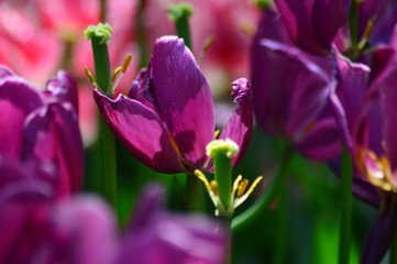 Obraz premium field of red tulips