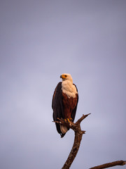 African Fish Eagle in Amboseli National Park, Kenya