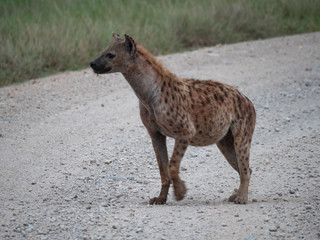 Obraz na płótnie Canvas Hyena in Amboseli National Park, Kenya