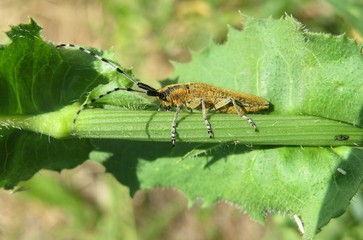 Barbel beetle on plant branch in the garden, closeup