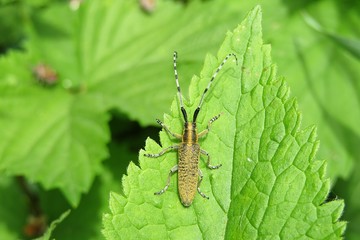 Barbel beetle on green leaf in the garden, closeup