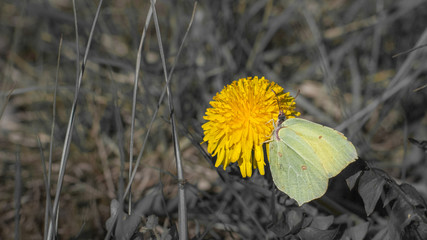 Common brimstone butterfly on a dandelion