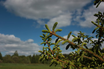 tree and sky