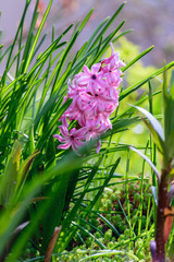 Fototapeta premium Pink hyacinth 