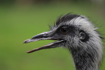Emu