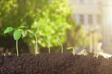 Growth of new life on  background