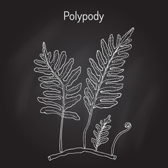 Common polypody Polypodium vulgare , medicinal plant