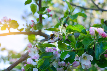 Flowering apple tree with a flying bumblebee. Close up of a flowering apple tree with a flying bumblebee