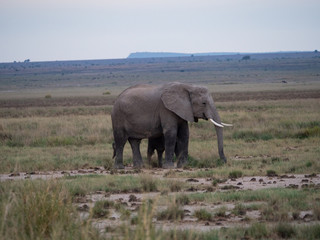 Elephant family roaming in Amboseli National Park, Kenya 