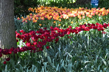 flowers in the garden