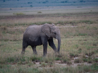 Elephant family roaming in Amboseli National Park, Kenya 