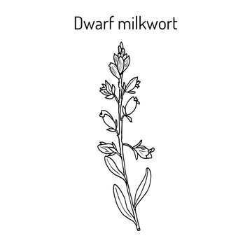 Dwarf or Kentish milkwort polygala amarella medicinal plant