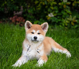 Akita puppy playing in the garden