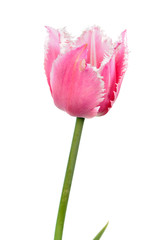 Pink tulip flower close-up isolated on white background. Cultivar from Fringed Group