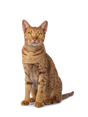 Handsome male Ocicat, sitting up half side ways facing front. Looking beside camera with bright yellow eyes. isolated on white background.