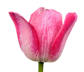 Pink tulip flower close-up isolated on white background