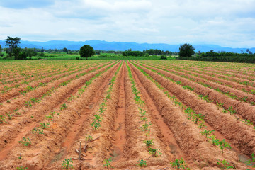 Fototapeta na wymiar Lines of soil made by tractors has blue sky and mountain background ,agriculture in Thailand
