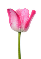 Pink tulip flower close-up isolated on white background