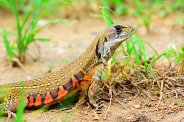 Close up Butterfly lizards or Small-scaled lizards on ground