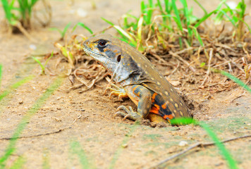 Close up Butterfly lizards or Small-scaled lizards Rising from the hole.